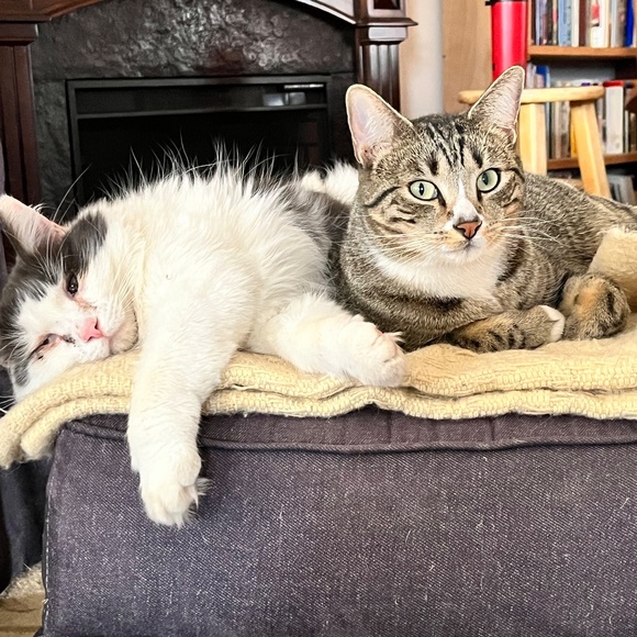 Meet your Posher, Victoria - Picture 4 of 4